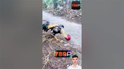 ĐAGA789 .